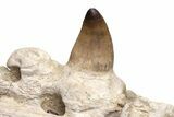 Partial Mosasaur Jaw with Five Teeth - Morocco #220277-5